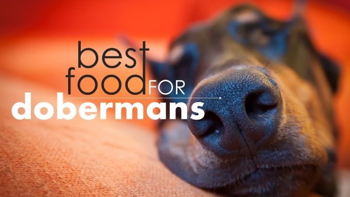 Best dog food for dobermans