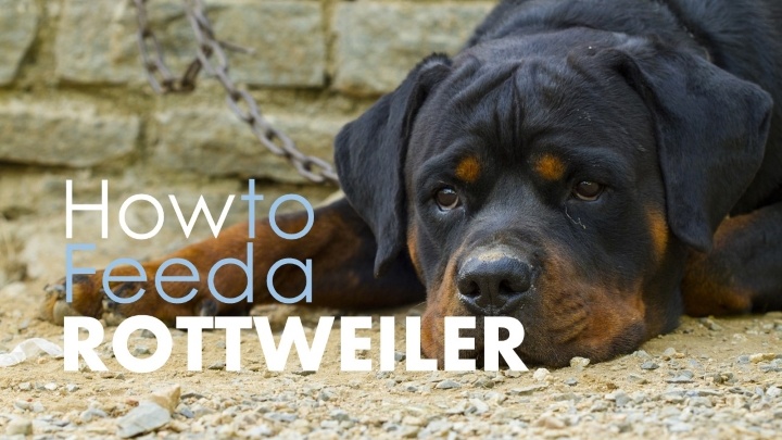 Best dog food for rottweilers