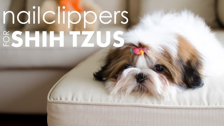 Best nail clippers for shih tzus