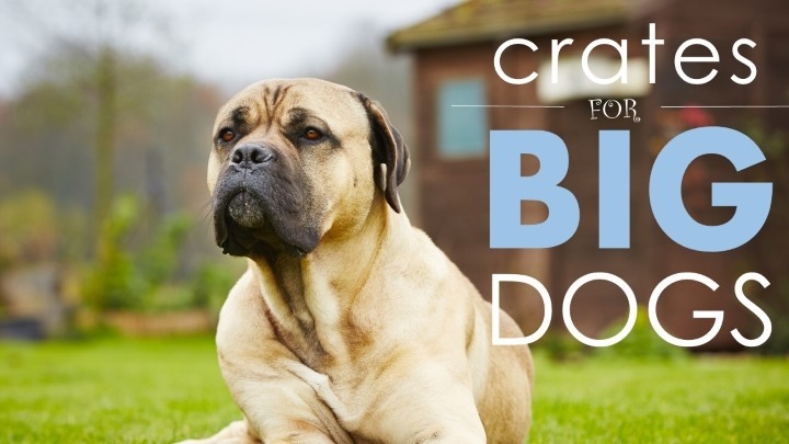 Best dog crates for large dogs