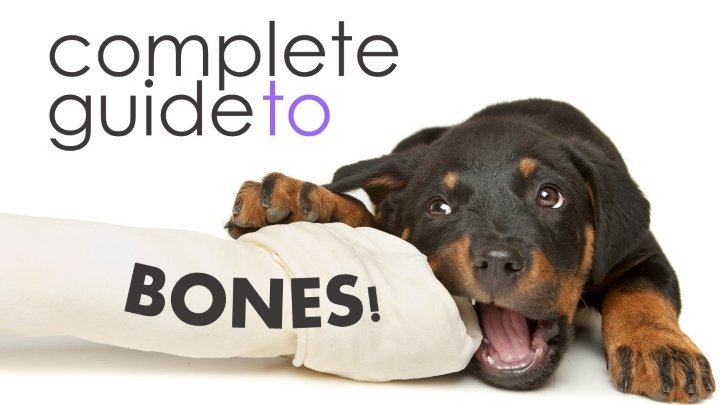 Best dog bones
