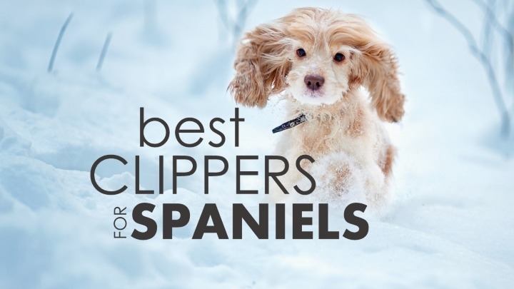 Best dog clippers for cocker spaniels
