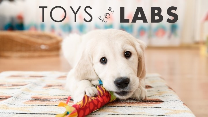 Best dog toys for labs