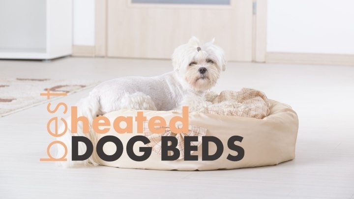Best heated dog beds