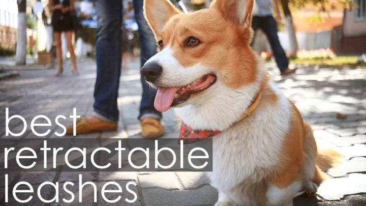 Best retractable dog leashes