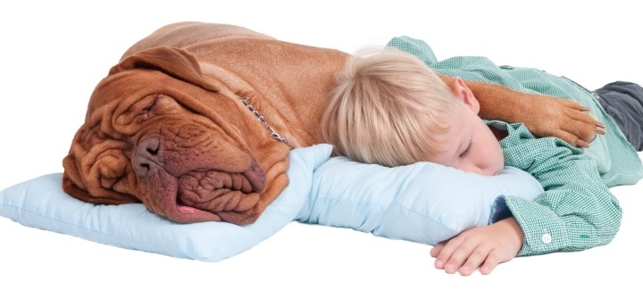 Best dog beds for large dogs