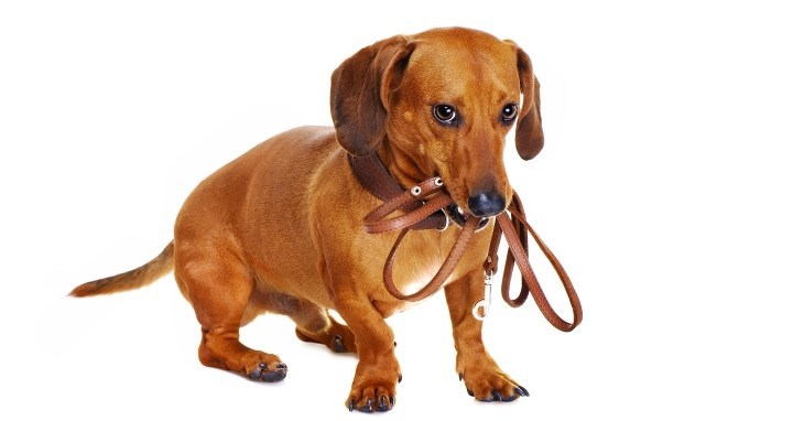 Leather dog leash reviews