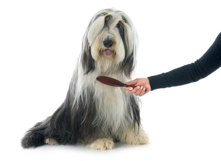 how to brush your dog