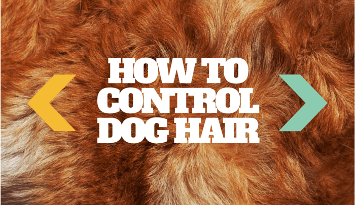 How to control dog hair