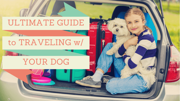 How to Travel with Your Dog