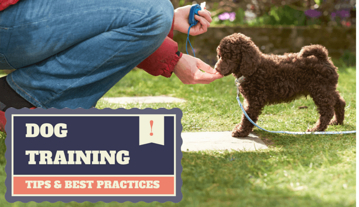 Dog training best practices