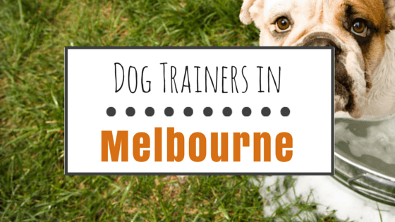 Dog Training in Melbourne FL