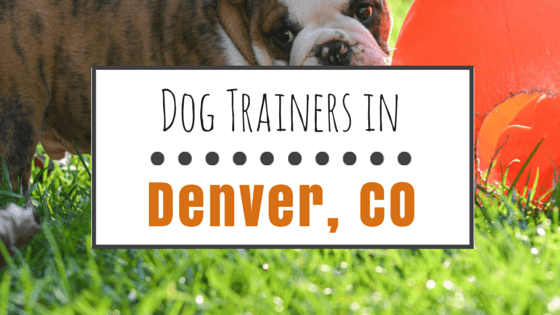 Dog Training in Denver CO