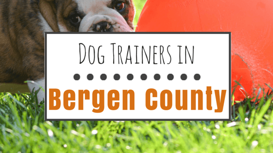 Dog Training in Bergen County, NJ