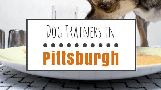 Dog Training in Pittsburgh PA