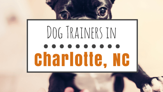 Dog Training in Charlotte NC