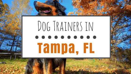 Dog Training in Tampa