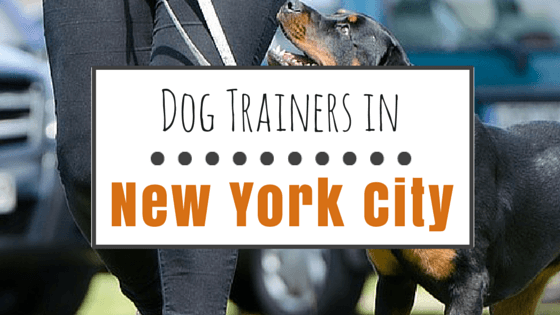 Dog Trainers in NYC