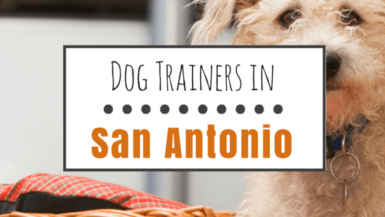 Dog Training in San Antonio
