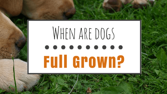 When are dogs full grown