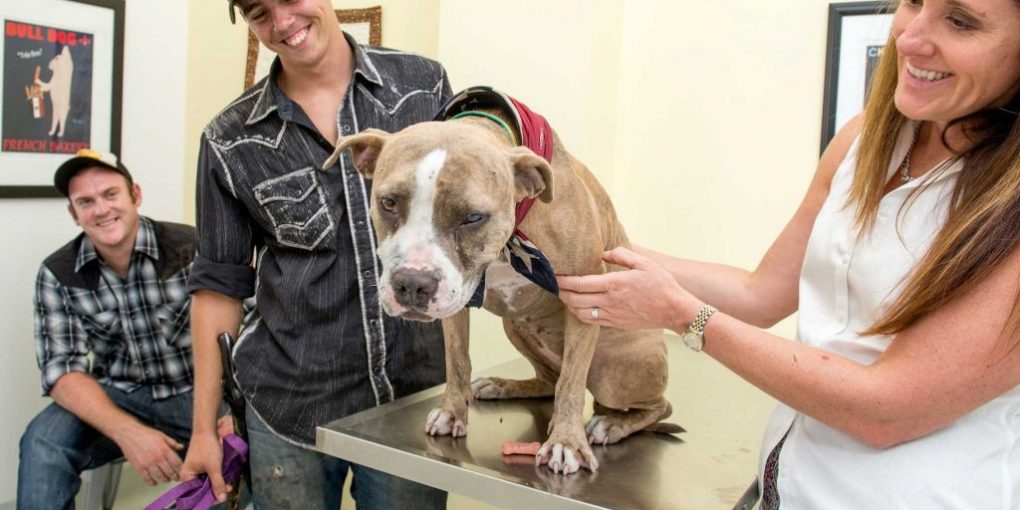 pit bull rescued from mine shaft