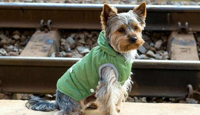 Amtrak dog on train policy