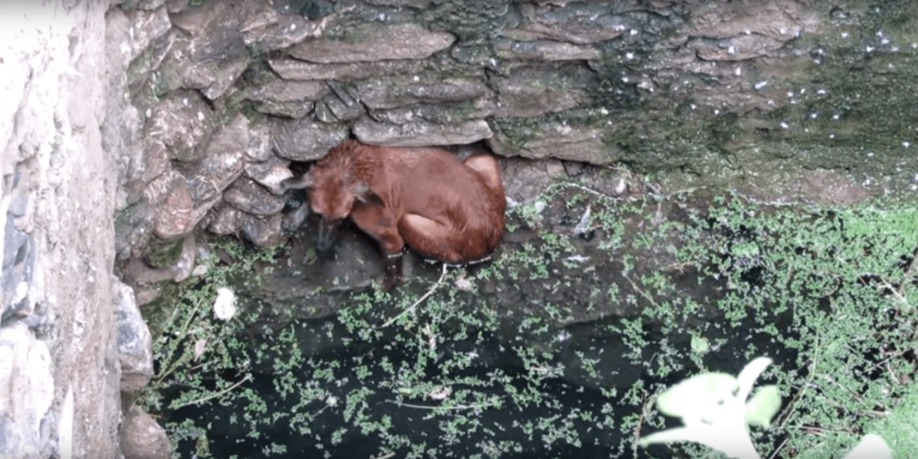 Dog saved from well