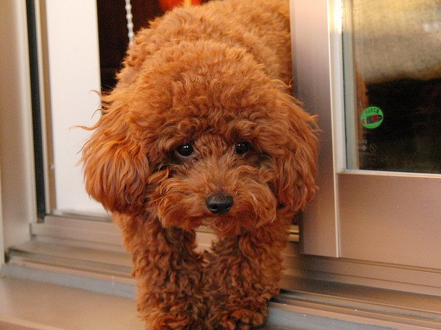Toy poodle diet and nutrition