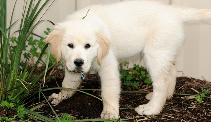 How to stop a dog from digging