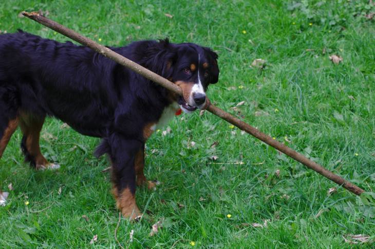 Bernese Mountain Dog Diet and Health