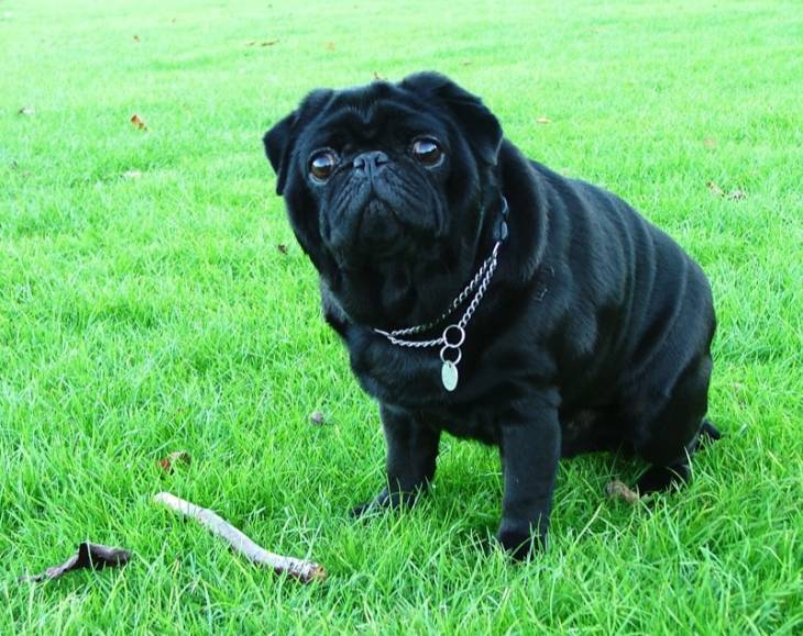 Reviews of dog food for pugs
