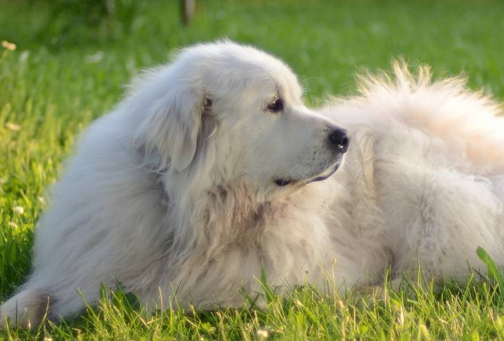 How to feed a great pyrenese
