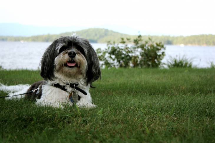 Havanese dog food recommenations and reviews