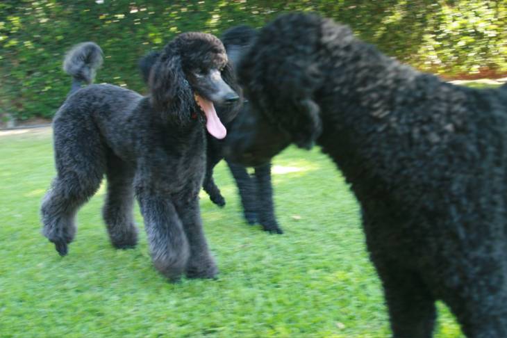 Poodle dog food reviews and recommendations