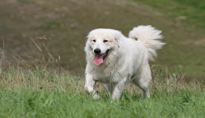 Best Dog Food for Great Pyrenees