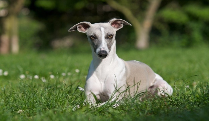 Best Dog Food for Whippets