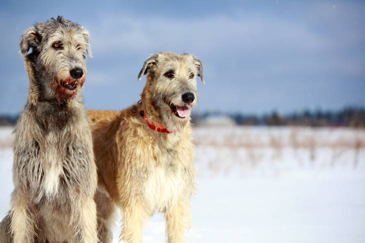Best Dog Food for Irish Wolfhounds