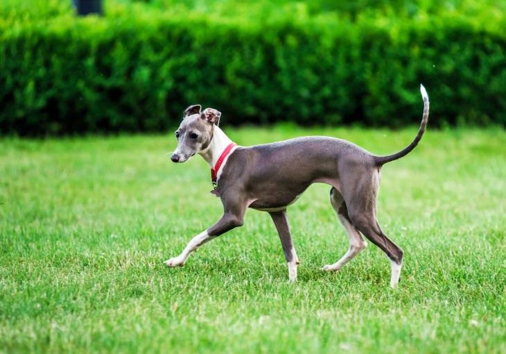 Best Dog Food For Italian Greyhounds