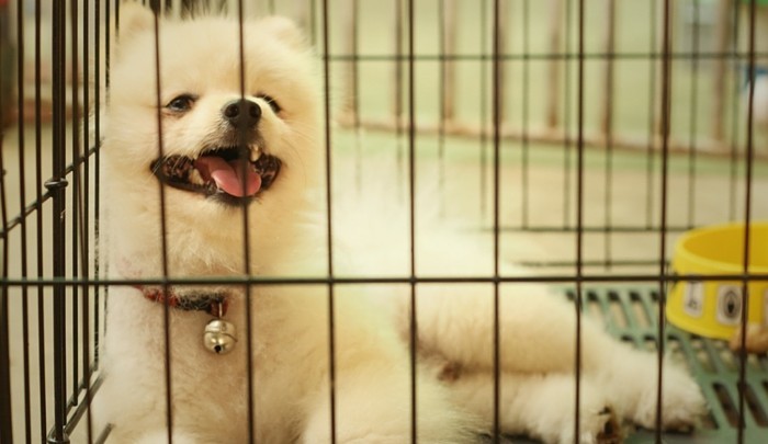 Dog Crying in Crate
