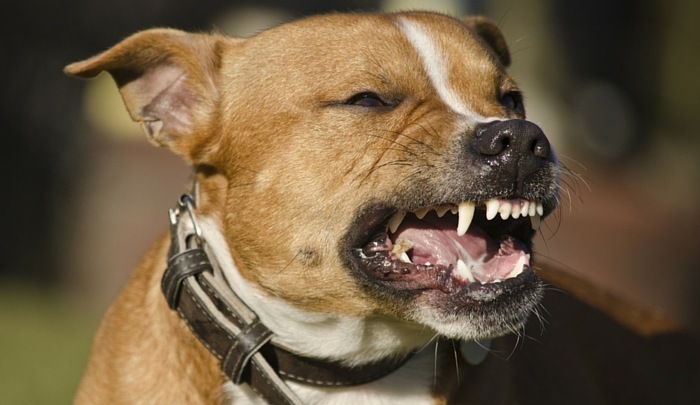 Dog Teeth Chattering