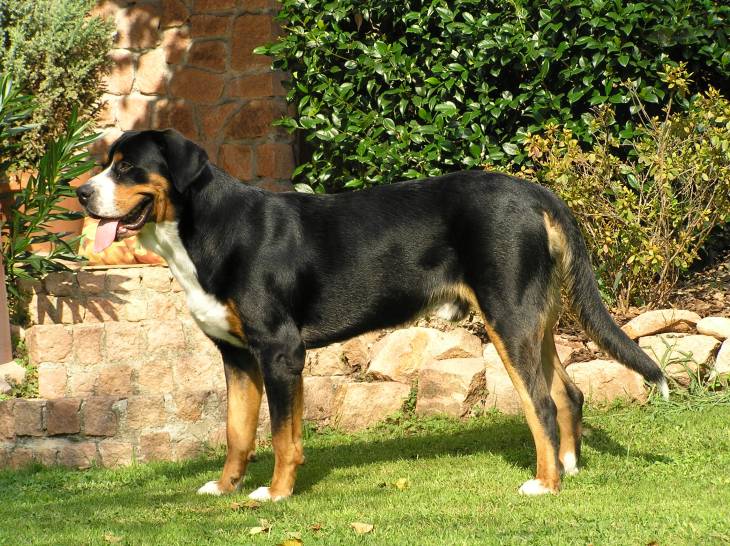 How Much Does a Greater Swiss Mountain Dog Cost 2