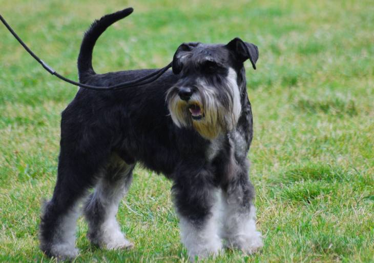 How Much Does a Miniature Schnauzer Cost 2