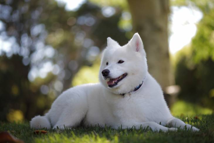 How Much Does a Samoyed Cost 2