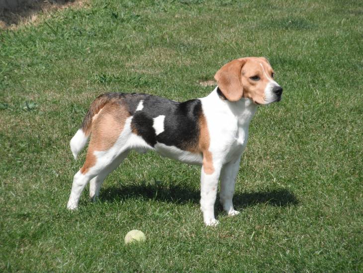 Best Toys for Beagles 2