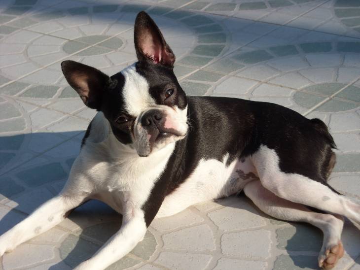 Best Toys for Boston Terriers 2