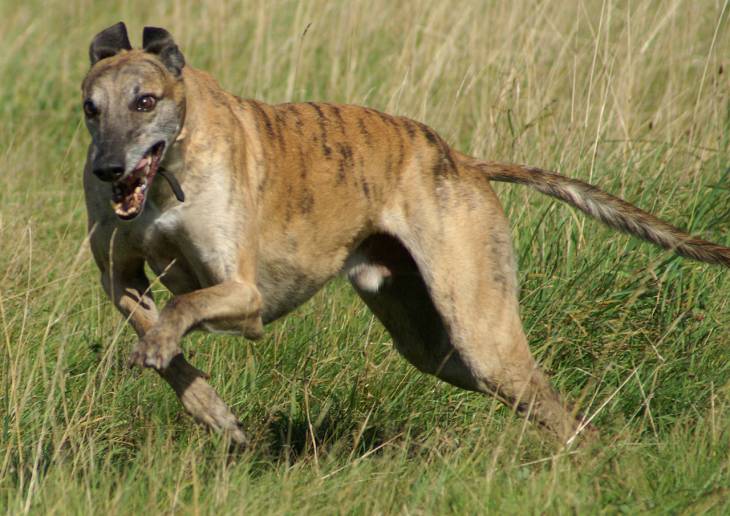 Best Toys for Greyhounds 2