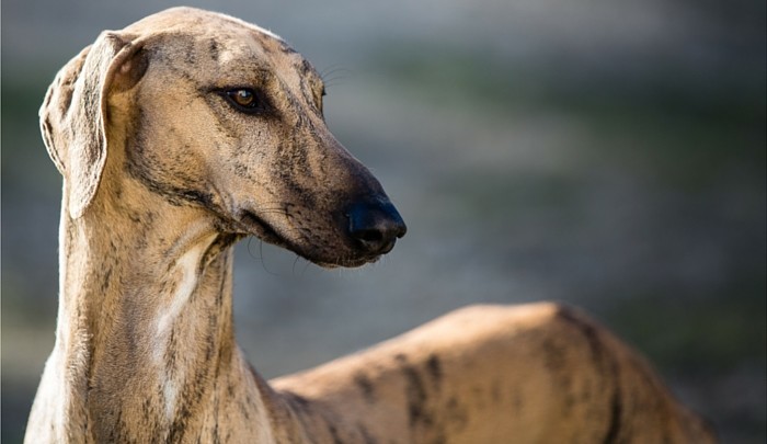 Best Toys for Greyhounds