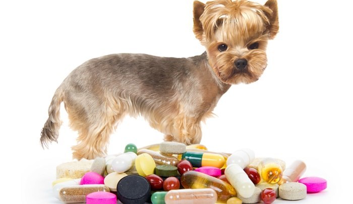 Can I Give My Dog Human Vitamins