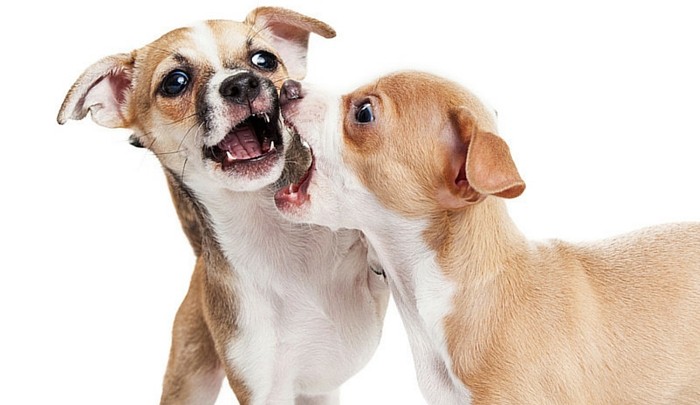 Aggressive Puppy Behavior 1