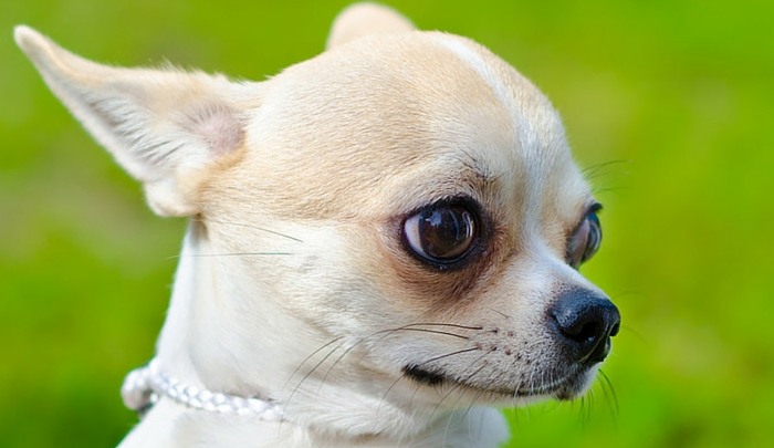 Apple Head Chihuahua 1